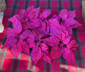 Set of 6 Magenta Pink Clip- On Poinsettia Christmas Ornaments.Vibrant mageypin