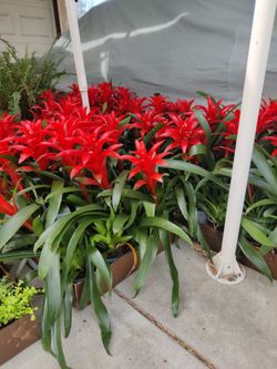Misfit plants new plant drop!