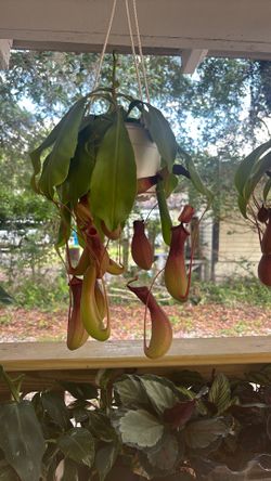 Pícher plant