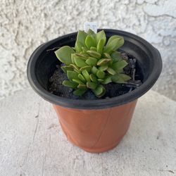 4 Inch Pot of Succulent Plant - Anacampseros Rufescens - Sunrise Succulent - Rooted & Established Plant - Drought Resistant - 🪴