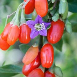 Wolfberry Berry Goji Berry Seedling Live Plant Tree (Lycium barbarum) - Lycium 1 Gallon 