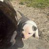 4sale Fl