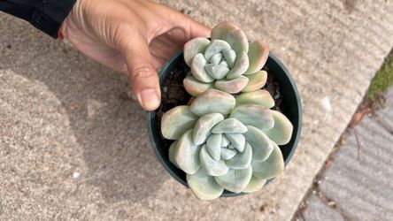 Echeveria succulent plants