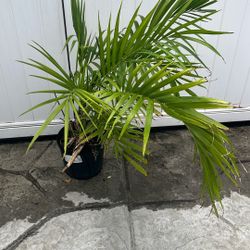 Palmmix Plants , Ikea Brand, $20