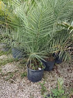 Sylvester palms starting from $55