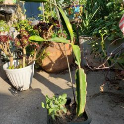 Pitaya (Dragon Fruit) 