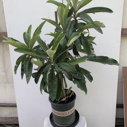 Big Jim Loquat Tree 4 Feet Tall 