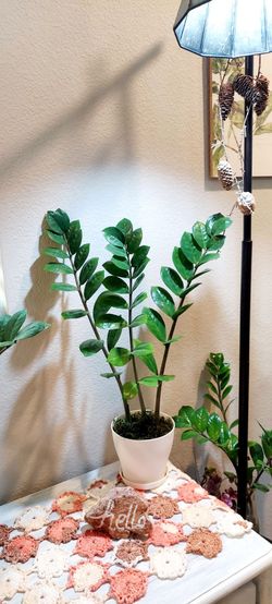 Living Plant 🌱26"H ZZ Plant on 6"H White Pot with Tray ::: Indoor