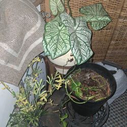 Fake Plant And Stand 