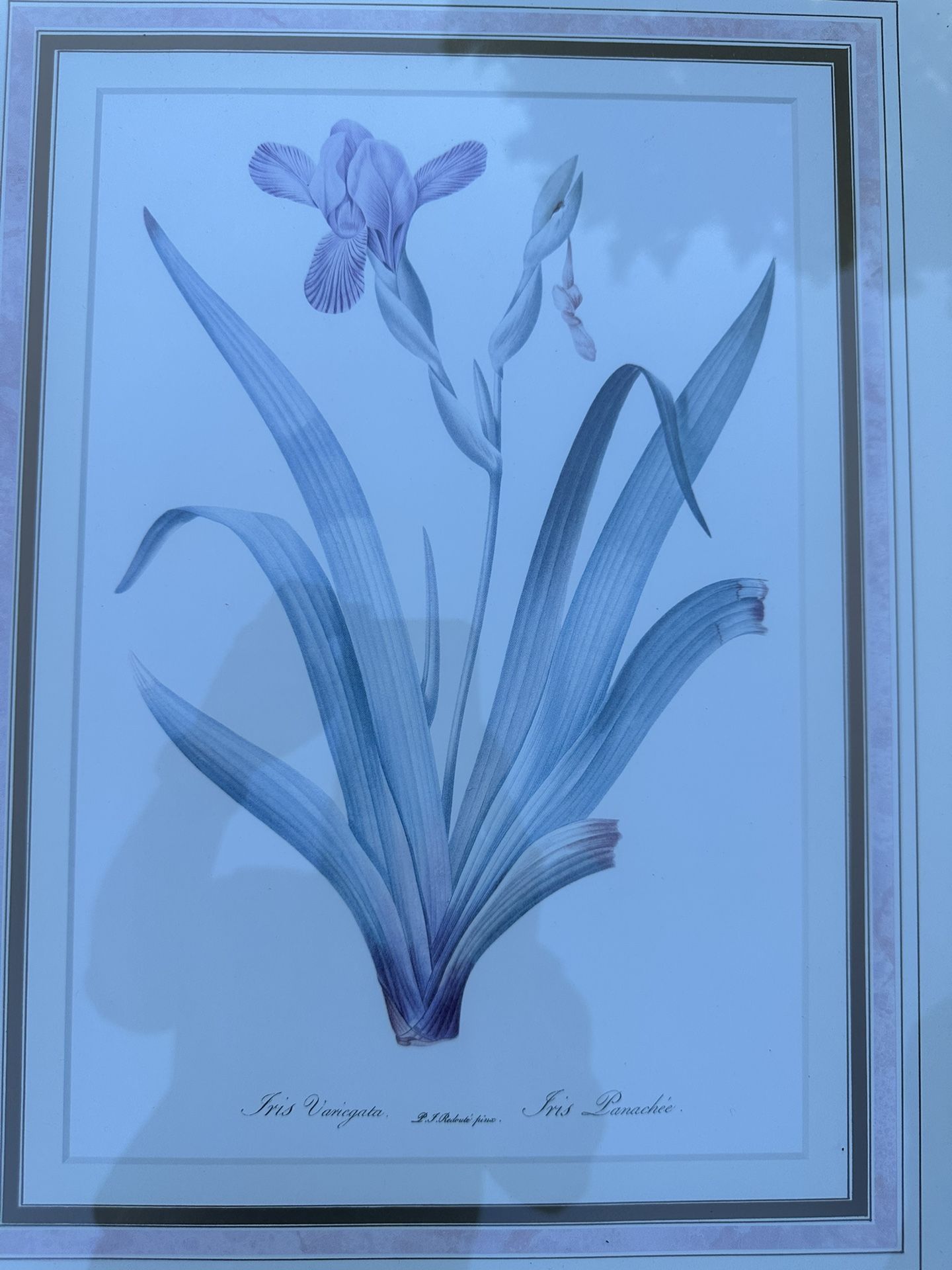 Antique Botanical Iris Prints