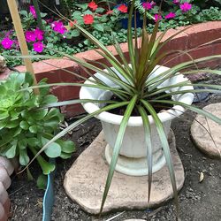 Beautiful Home Garden Plant