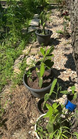 Consumable Cactus/Nopales