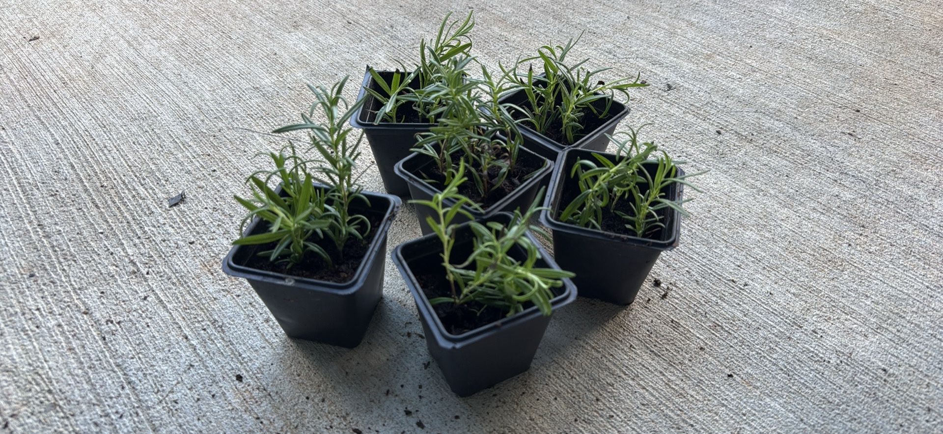 Rosemary Plant $5
