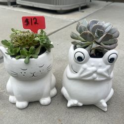Succulents 