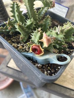 Planta floriando