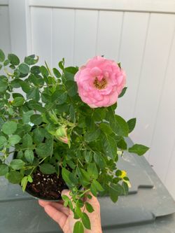 Small rose
