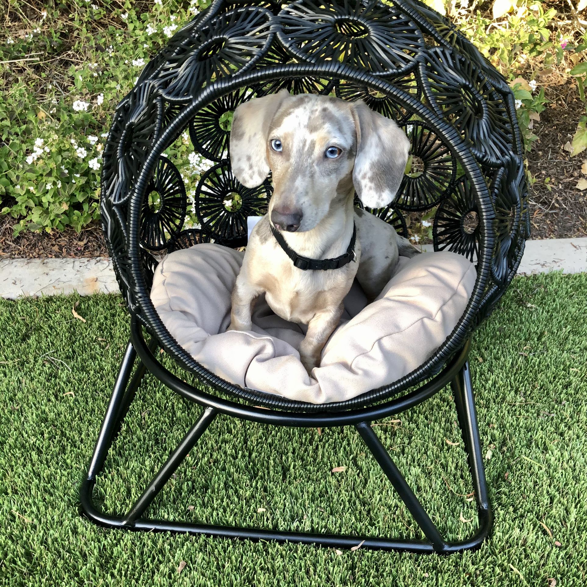 Gucci Dog Bed for Sale in Huntington Beach, CA - OfferUp
