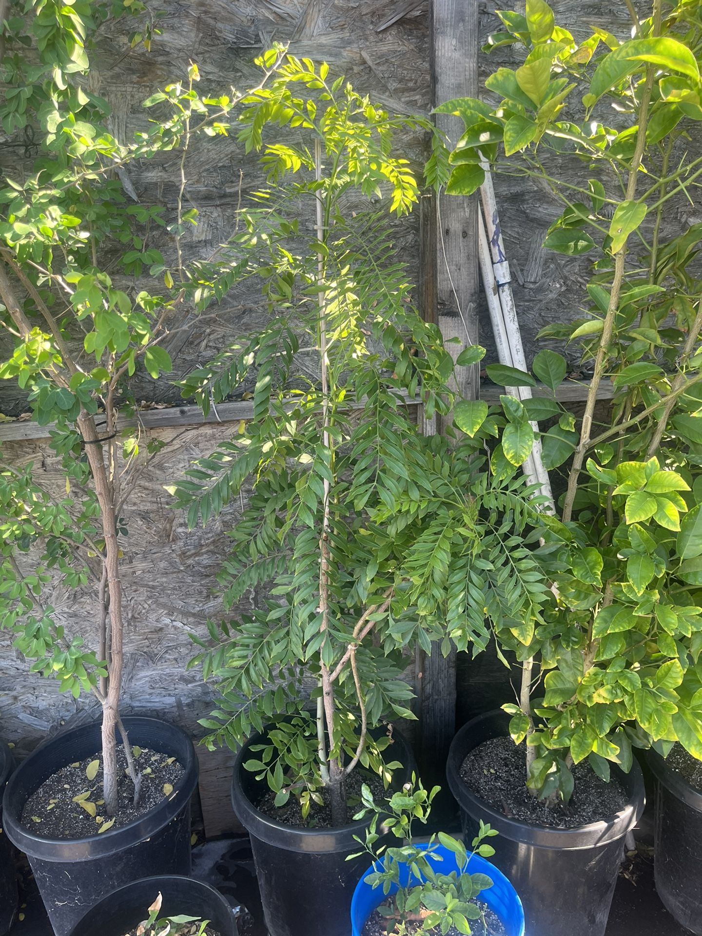 Jocote Fruit Tree