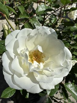 White Rose ‘Iceberg’