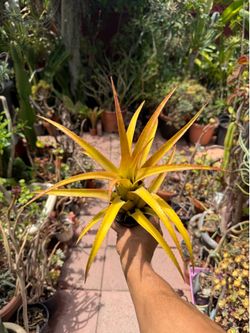 Vibrant Yellow Neoregelia Bromeliad