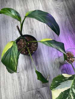 Bundle of plants