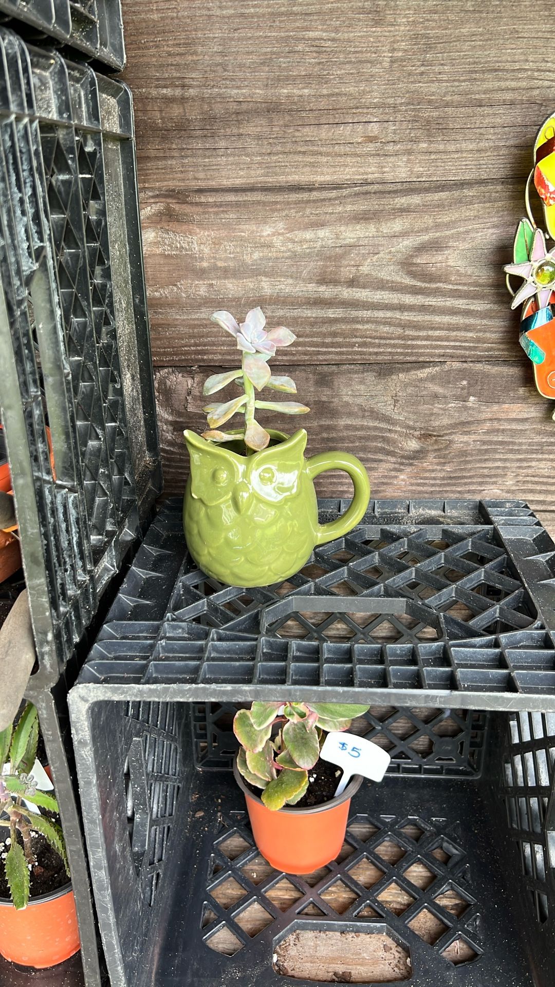 Cute Succulent In A Green Owl Cup