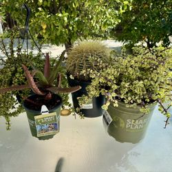 Outdoor Plants Total 4