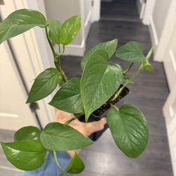 Green Pothos Climbing Plant Indoor In Pot Beautiful 