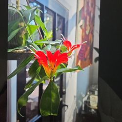 Aeschynanthus