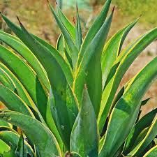 Agave Desmentia Varigated 