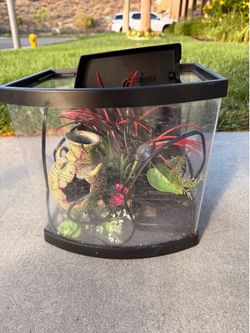 Beta fish tank