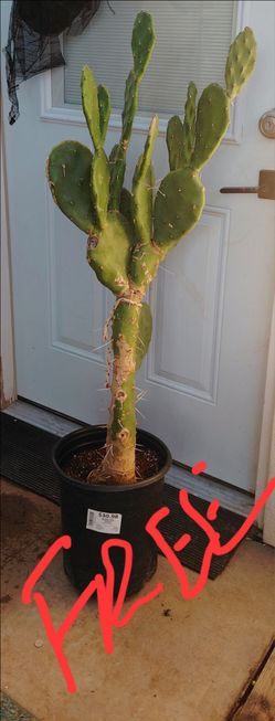 Free cactus tree