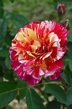 Exotic Roses