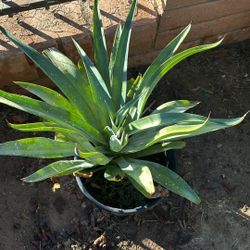 Agaves Atenúate , Green Yuma $50 Each