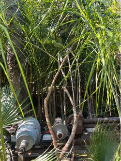 Loquat Fruit Tree
