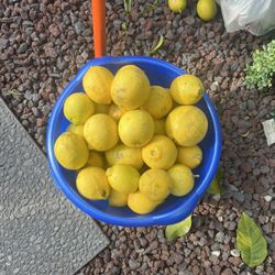 Lemons 🍋 4 $ Sale