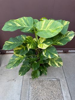 10” huge Hawaiian pothos big leaves