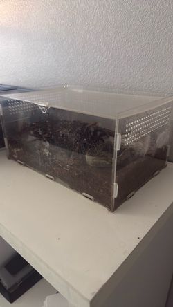 Brown rump terrarium.