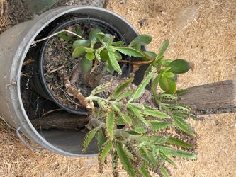 Selling plants for sell