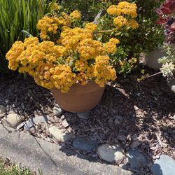 A large terracotta pot of Blooming Kalanchoe plant