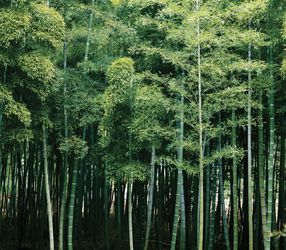 bamboo
