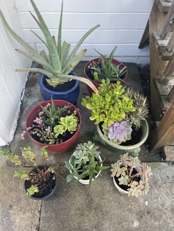 Lot Of Plants