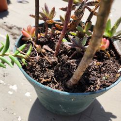 Succulents  3 Different  Type Of  Plants In 1