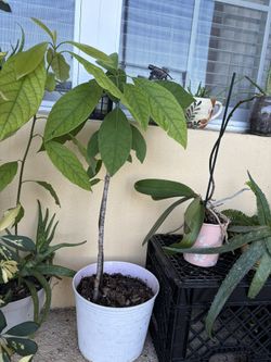 Avocado Tree