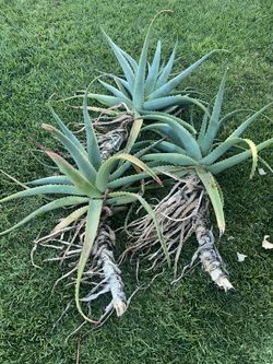 Aloe vera