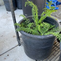 Common Yarrow Starts