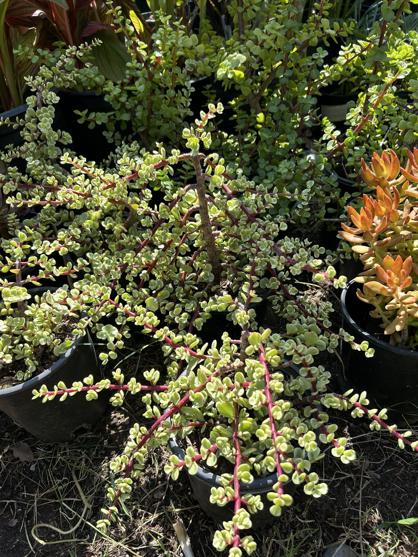 Succulent Plants