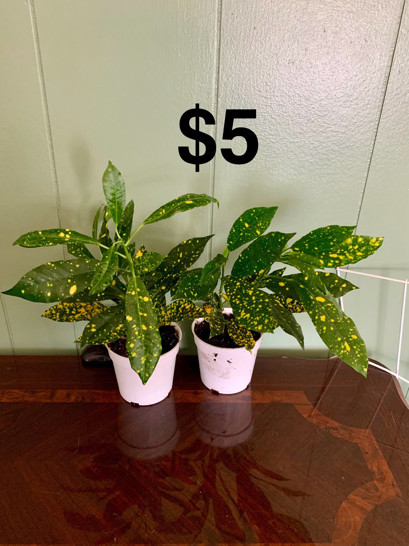 Croton