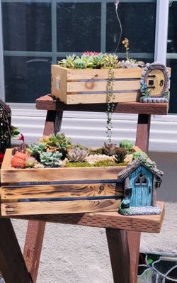 Succulent arrangements / arreglos de suculentas