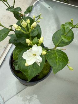 Arabian Jasmine Sambac plant /flowering 阿拉伯双瓣茉莉花